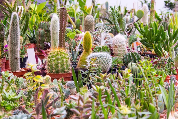 Raccolta Diversi Cactus Sul Mercato — Foto Stock