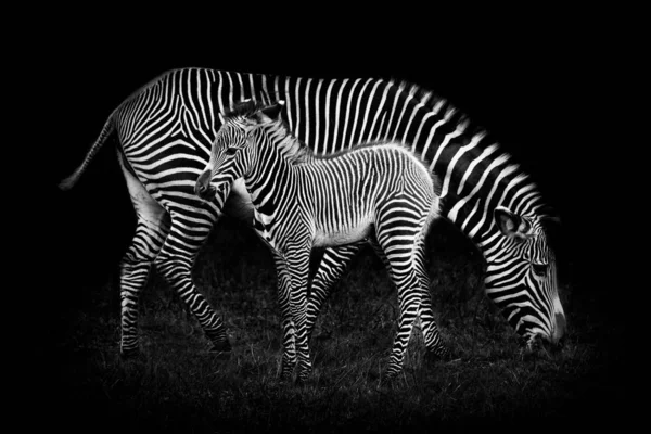 Zebra Bebê Mãe Contra Fundo Preto — Fotografia de Stock