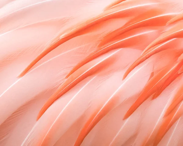 Gros Plan Plumes Flamant Rose Chili — Photo