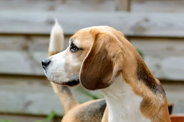 Beagle Czysty Pies Myśliwski Patrząc Lewo Pozycji Allert Bliski Widok — Zdjęcie stockowe