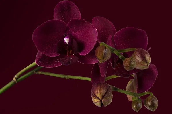 Rare Beautiful Black Orchid Black Red Background — Stock Photo, Image