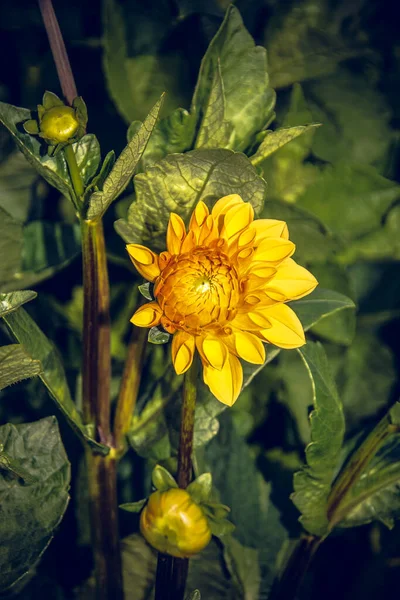 Dahlia Florece Símbolo Del Otoño — Foto de Stock