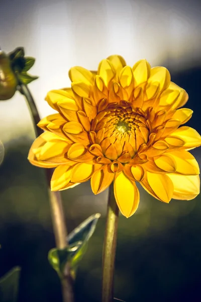 Dahlia Florece Símbolo Del Otoño — Foto de Stock