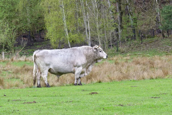 Белый Парковый Скот Белый Английский Парковый Скот — стоковое фото