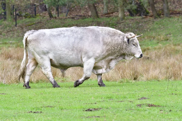 White Park Cattle White English Park Cattle — Foto de Stock