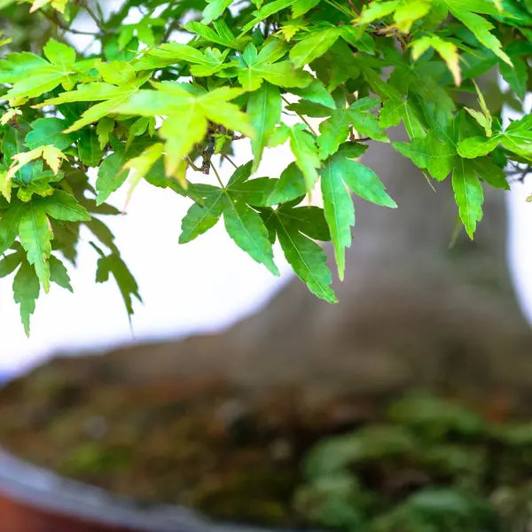 Δέντρο Bonsai Καλλιεργούμενο Φυτό — Φωτογραφία Αρχείου