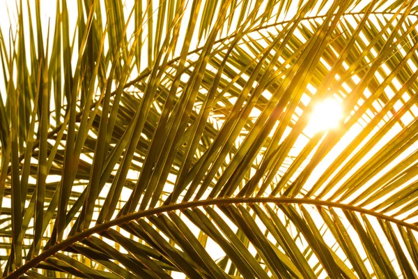 棕榈叶在阳光下捐赠树荫 — 图库照片