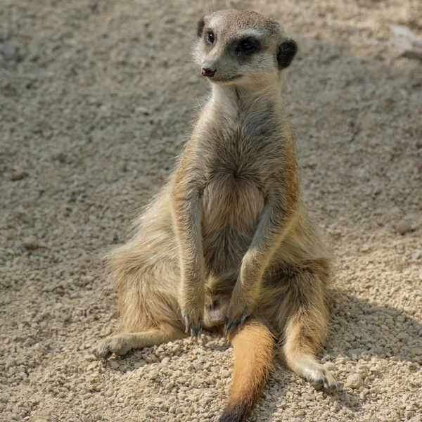 Aranyos Szurikáta Suricate Suricatta — Stock Fotó