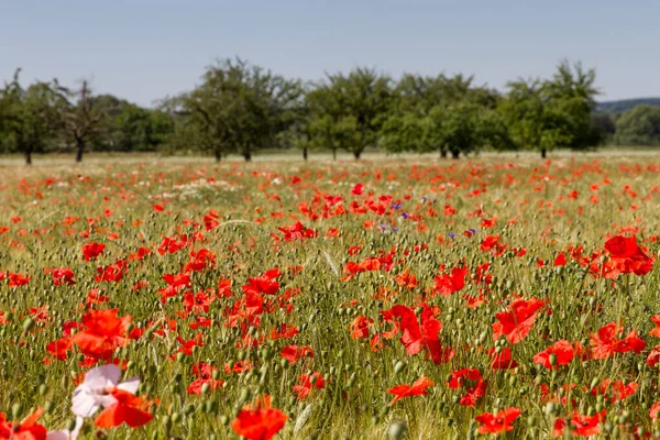 Vue Rapprochée Belles Fleurs Pavot Sauvage — Photo