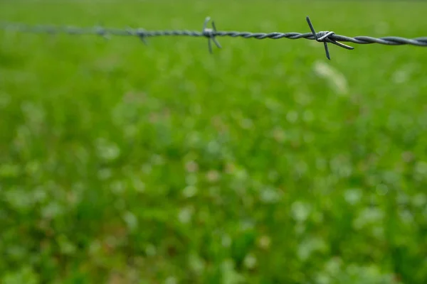 Fil Barbelé Sur Une Prairie Verte Avec Bokeh Vert — Photo