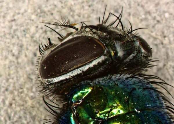 Goldfliege Zusammengesetzte Augen Und Mundwerkzeuge Stark Vergrößert — Stockfoto