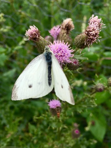 Vue Rapprochée Beau Papillon Coloré — Photo