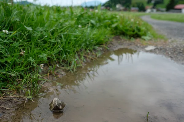 Stone Puddle Rain Meadow — Stock Photo, Image