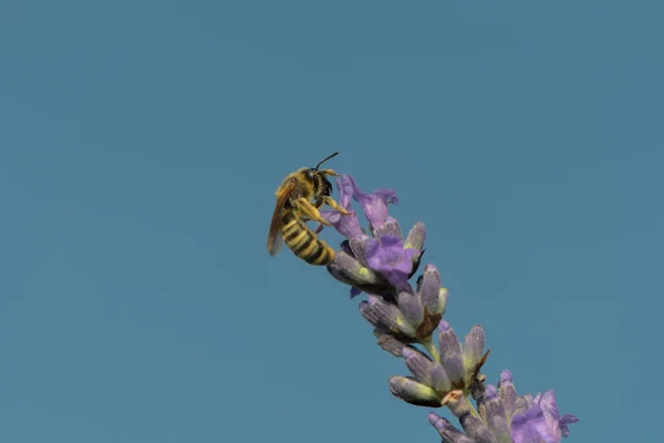 Abeille Recueille Nectar Sur Lavande — Photo