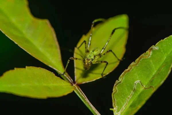 Lähikuva Bug Luonnossa — kuvapankkivalokuva