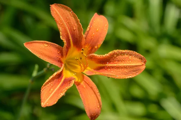 Bsom Daylily — стоковое фото