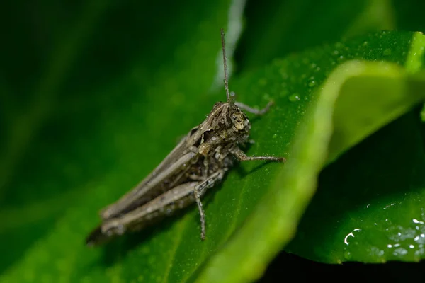 蚱蜢昆虫 无脊椎动物昆虫 — 图库照片