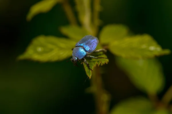 Azul Besouro Bug Inseto — Fotografia de Stock