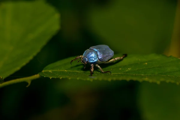 Brouk Modrý Hmyz — Stock fotografie