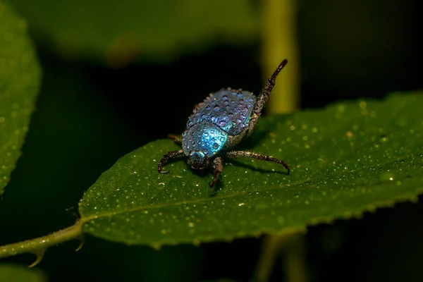 青い甲虫昆虫 — ストック写真