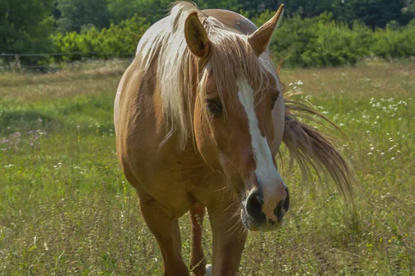 Άλογο Στη Μάντρα — Φωτογραφία Αρχείου