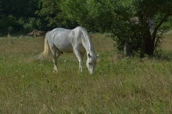 Cavallo Nel Paddock — Foto Stock