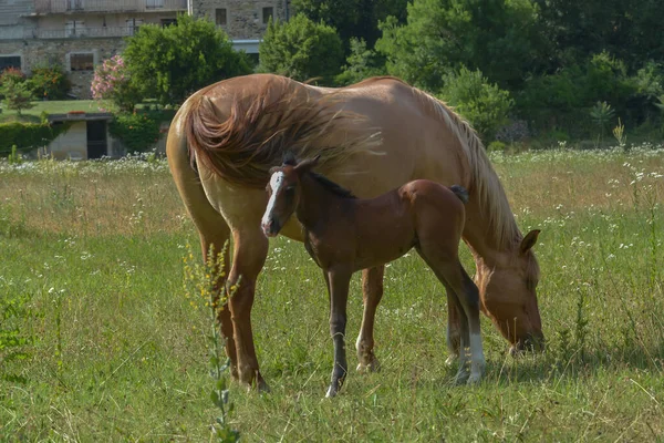 Jument Avec Poulain Dans Pâturage — Photo