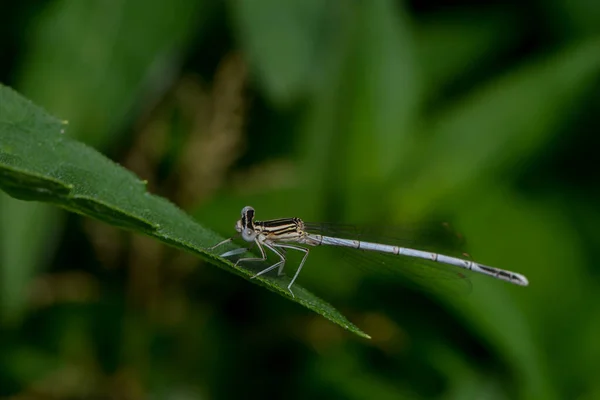 Vue Macro Rapprochée Insecte Libellule — Photo