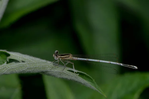 Vue Macro Rapprochée Insecte Libellule — Photo