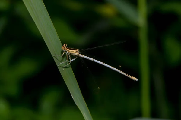 Vue Macro Rapprochée Insecte Libellule — Photo