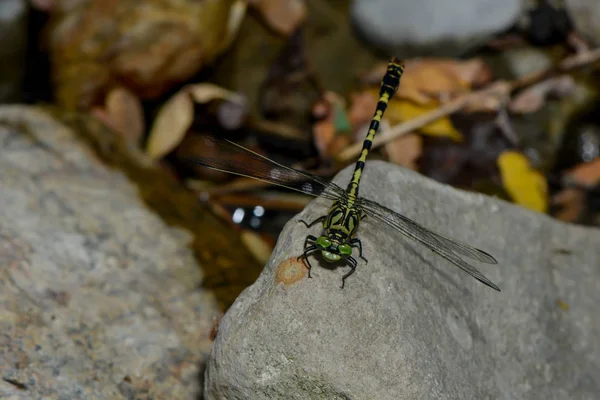 Mosca Insecto Libélula Odonata Fauna — Foto de Stock