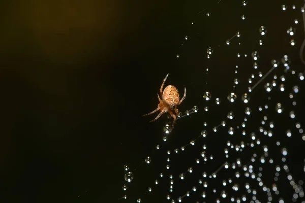 Telaraña Insecto Trampa — Foto de Stock