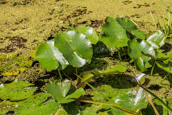 Froschlöffel Wasserpflanzen Teich — Stockfoto