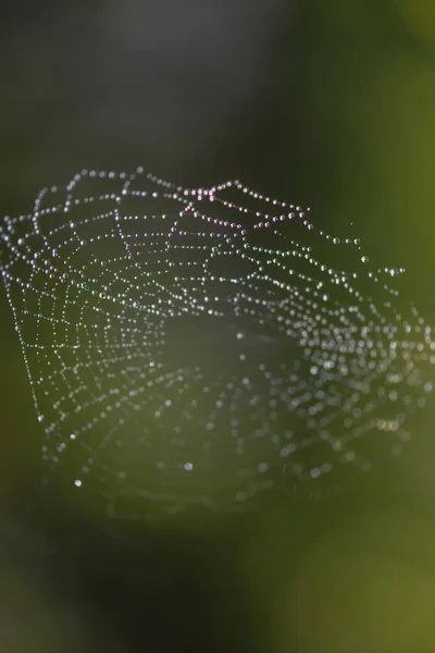 Cobweb Dew Drops — Stock Photo, Image