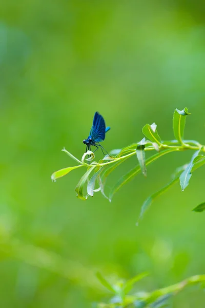 Libellule Bleue Violette Insecte Sur Feuilles Vertes Italie Pour Portrait — Photo