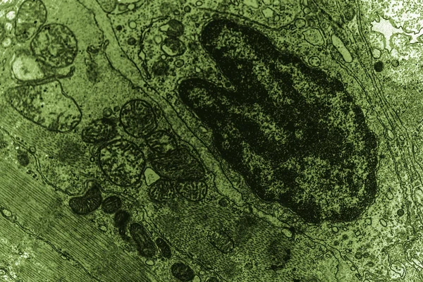 Nuclei Mitocondria Del Pez Oro Una Magnificación Milésimas — Foto de Stock
