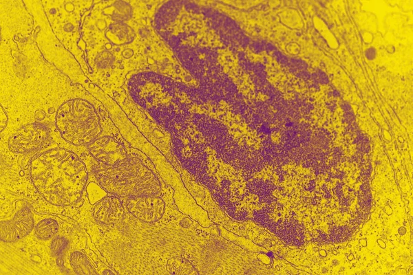 Núcleos Mitocôndrias Peixe Dourado Uma Ampliação Mil Vezes — Fotografia de Stock