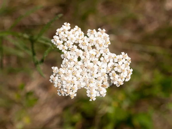 White Yarrow Flower Buds Growing up Isolated