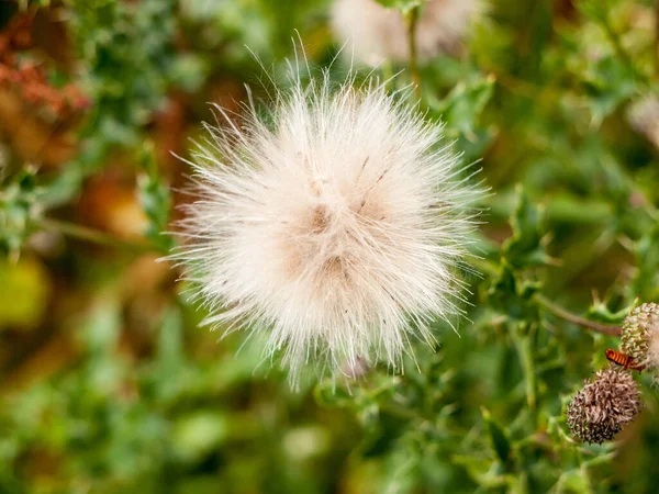 White Fluffy Milk Thistle Flower Top Detail — Stock Photo, Image