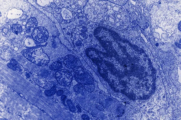 nuclei and mitochondria of the goldfish at a magnification of a thousandfold