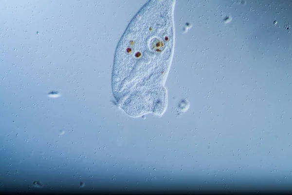 Trumpetfiskplankton Dammen — Stockfoto