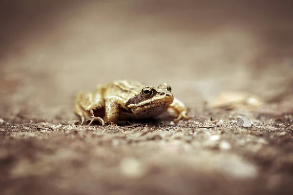 moor frog on a forest path - rana arvalis in a macro shot - front view with soft bokeh