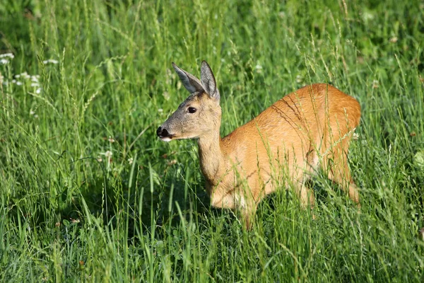 Över Alto Adige Eller Sydtyrolen Provinsen Nordöstra Italien — Stockfoto