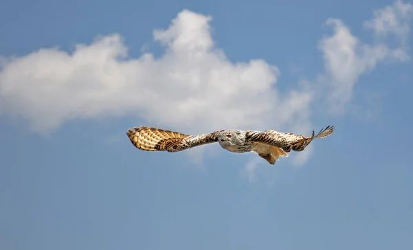 Vista Cerca Búho Águila Naturaleza Salvaje — Foto de Stock