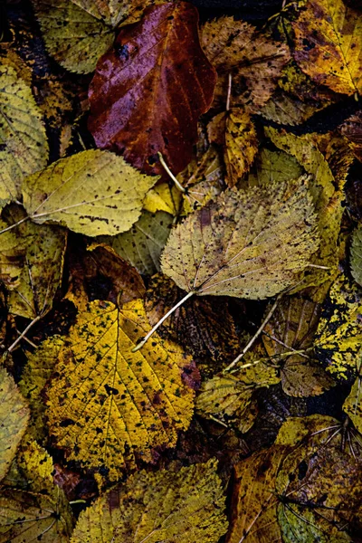 Hojas Color Autumnal Yacentes Montón — Foto de Stock