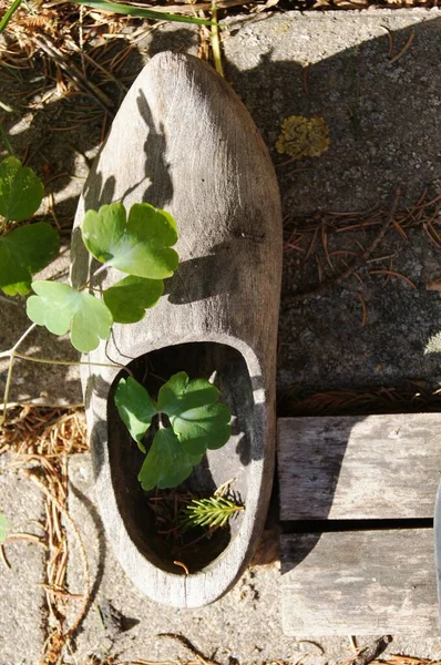Деревянная Обувь Саду — стоковое фото