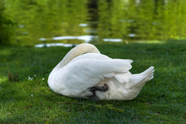 Hattyú Parkban — Stock Fotó