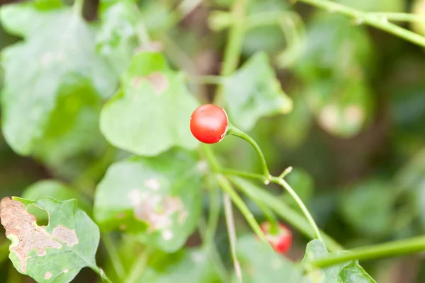 蔬菜和泰国草药 Solanum Trilobatum Linn — 图库照片