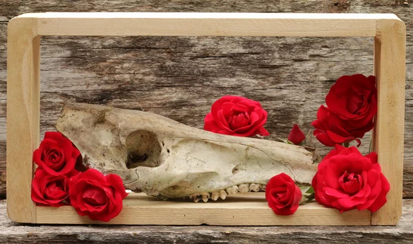 Still Life Red Roses — Stock Photo, Image