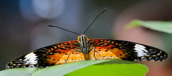 Mariposa Exótica Sienta Hoja —  Fotos de Stock